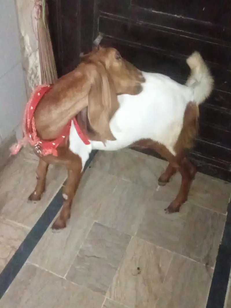 bakri khubsurat — photo 6