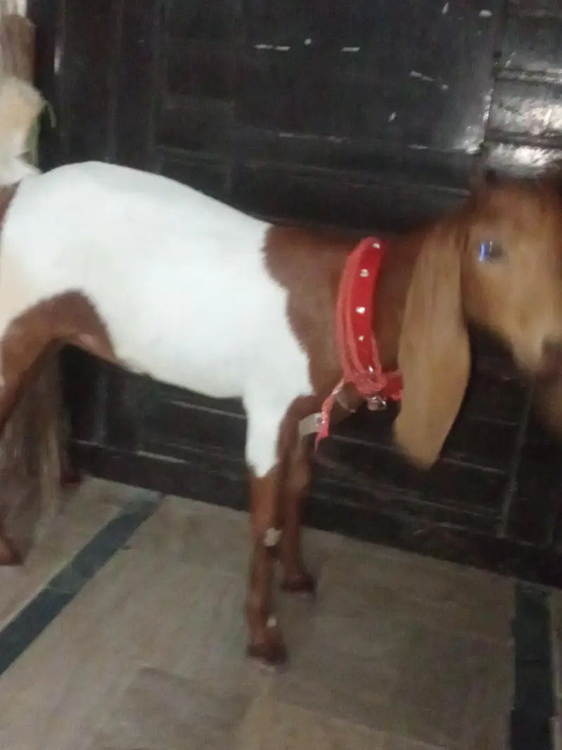 bakri khubsurat — photo 7