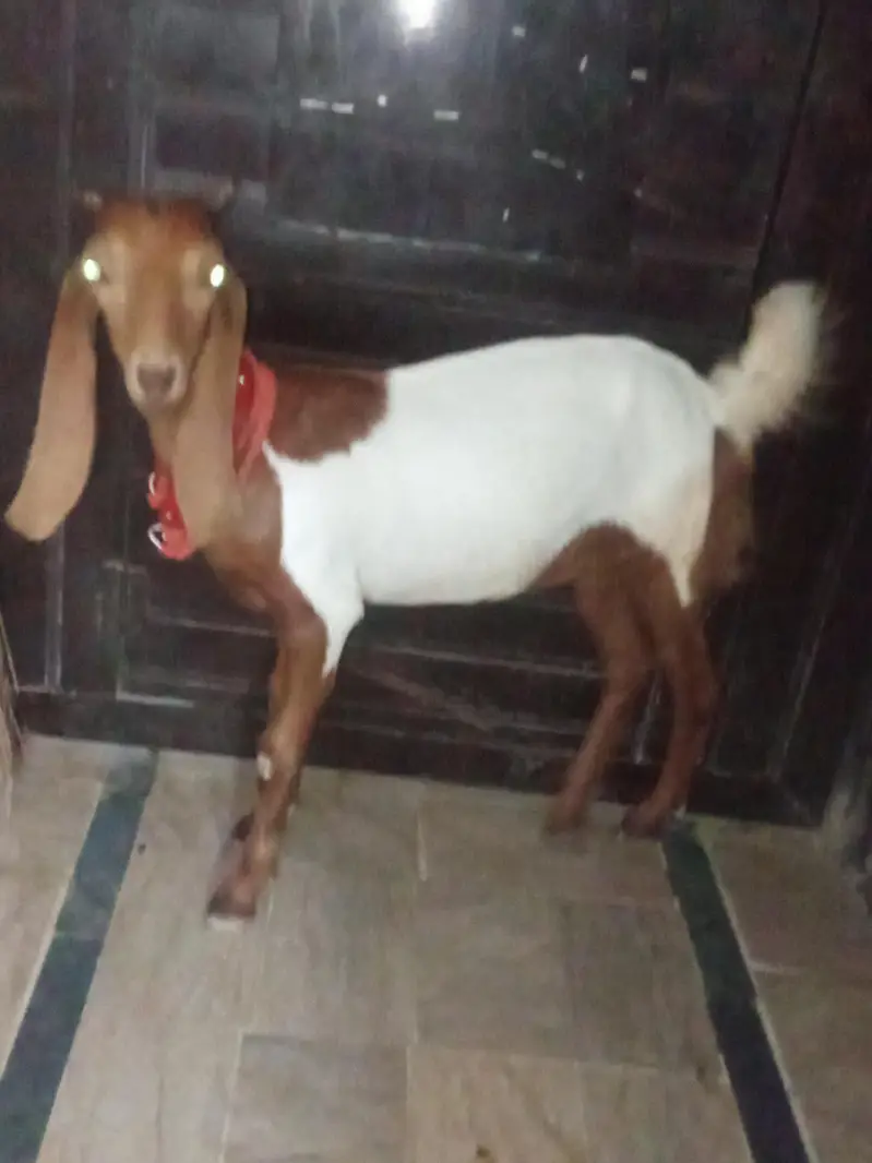 bakri khubsurat — photo 8