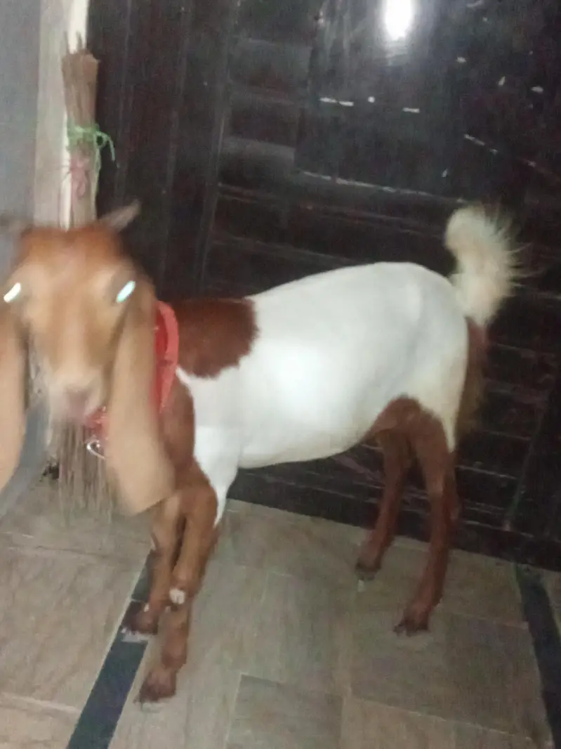 bakri khubsurat — photo 9