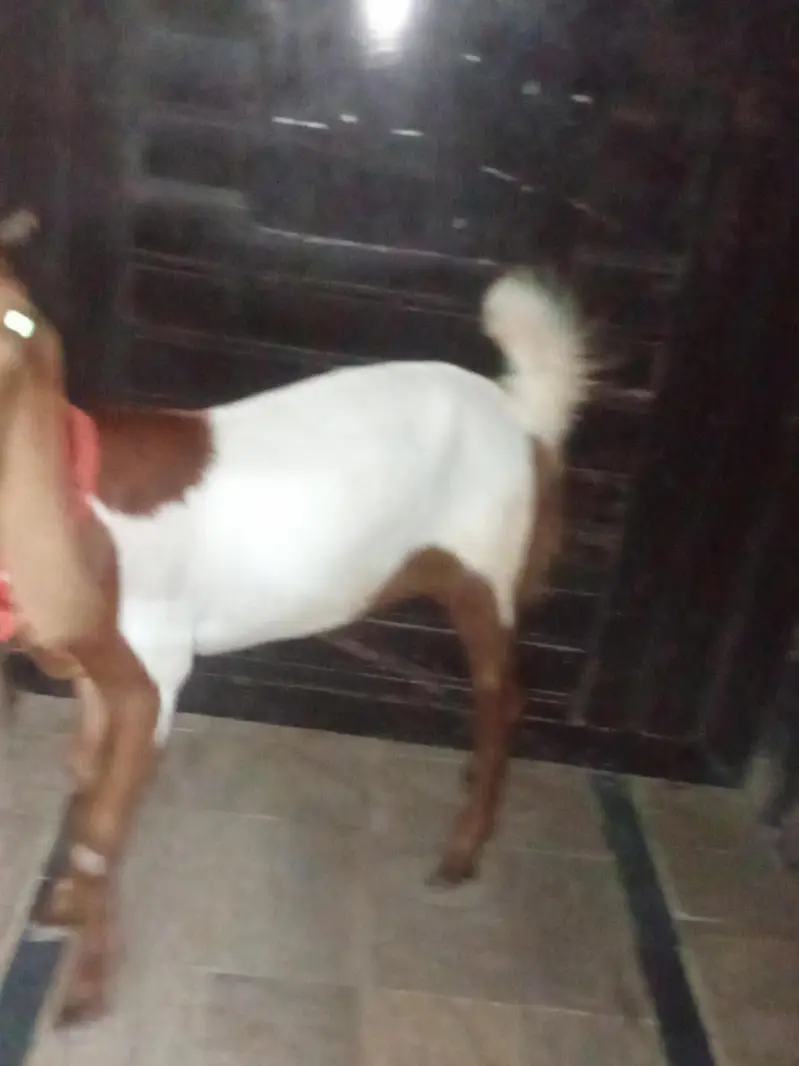 bakri khubsurat — photo 10