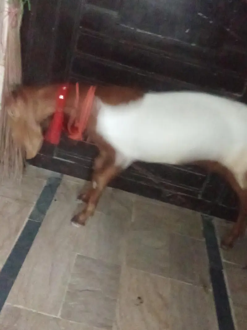 bakri khubsurat — photo 11