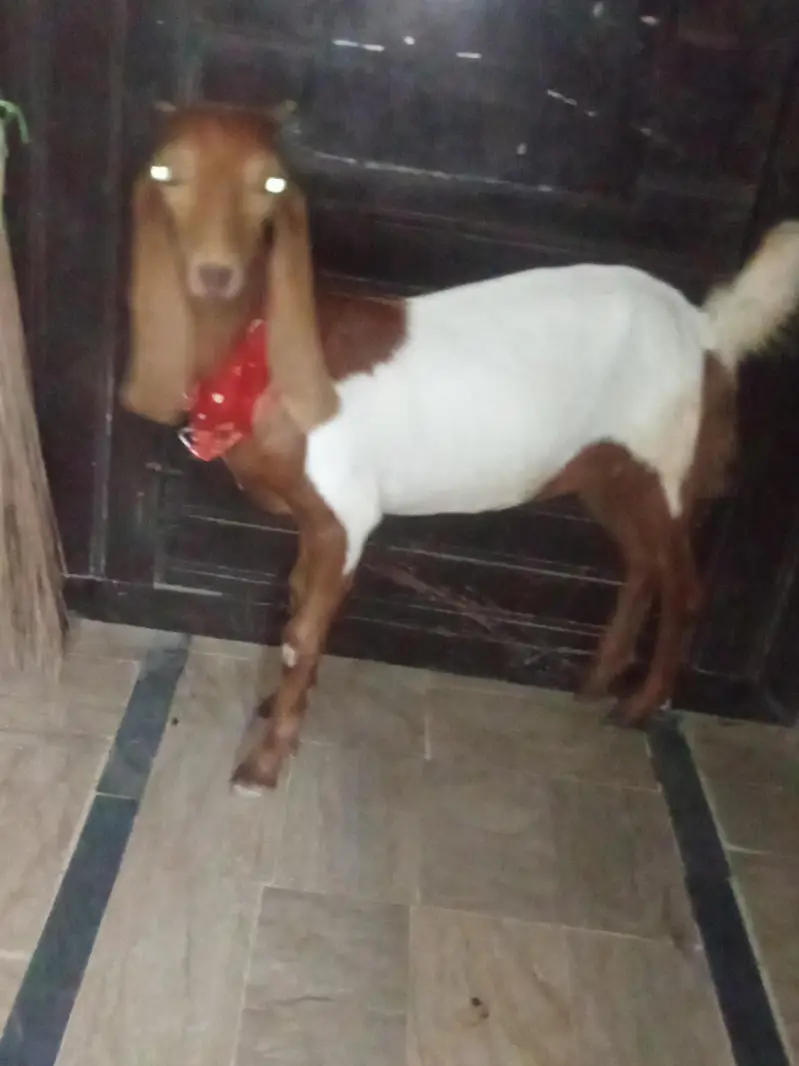 bakri khubsurat — photo 12
