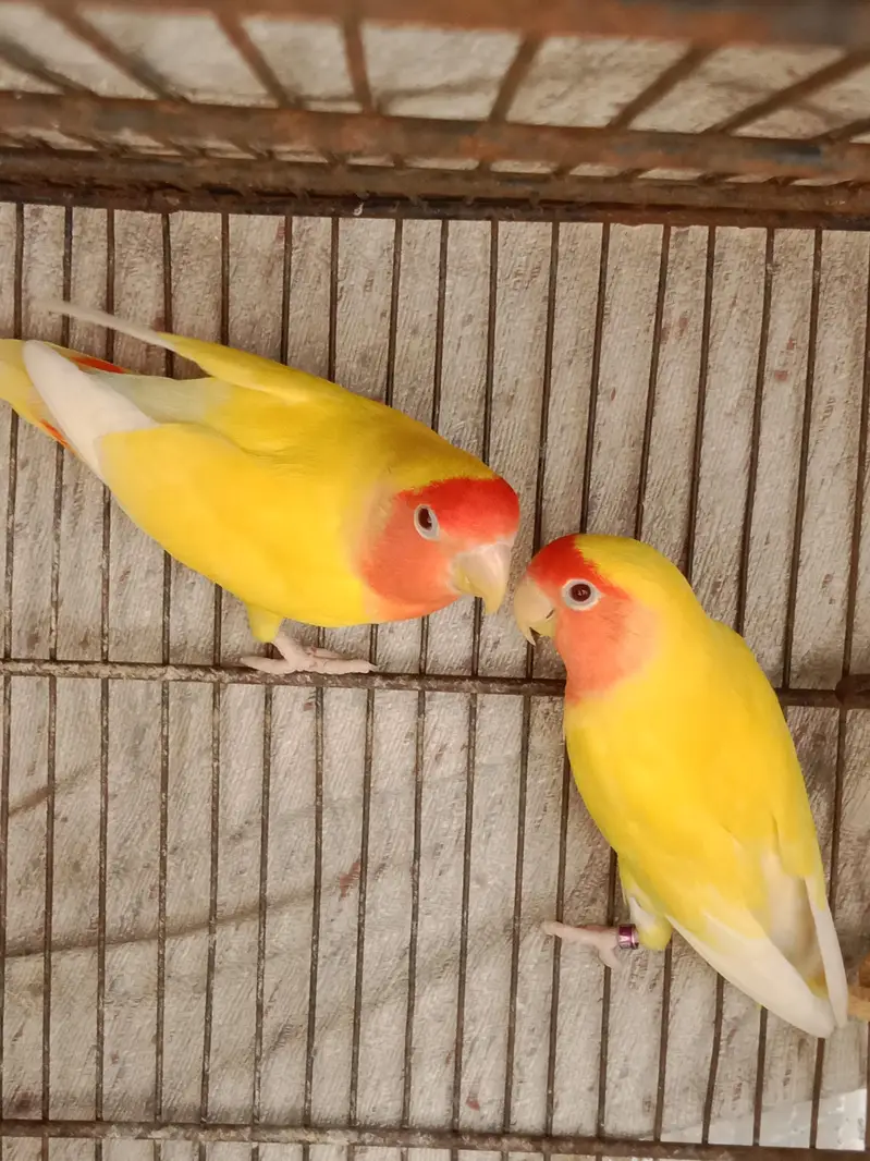 5 love birds pairs, Australia 1 pair and 1 male ,with cages — photo 2