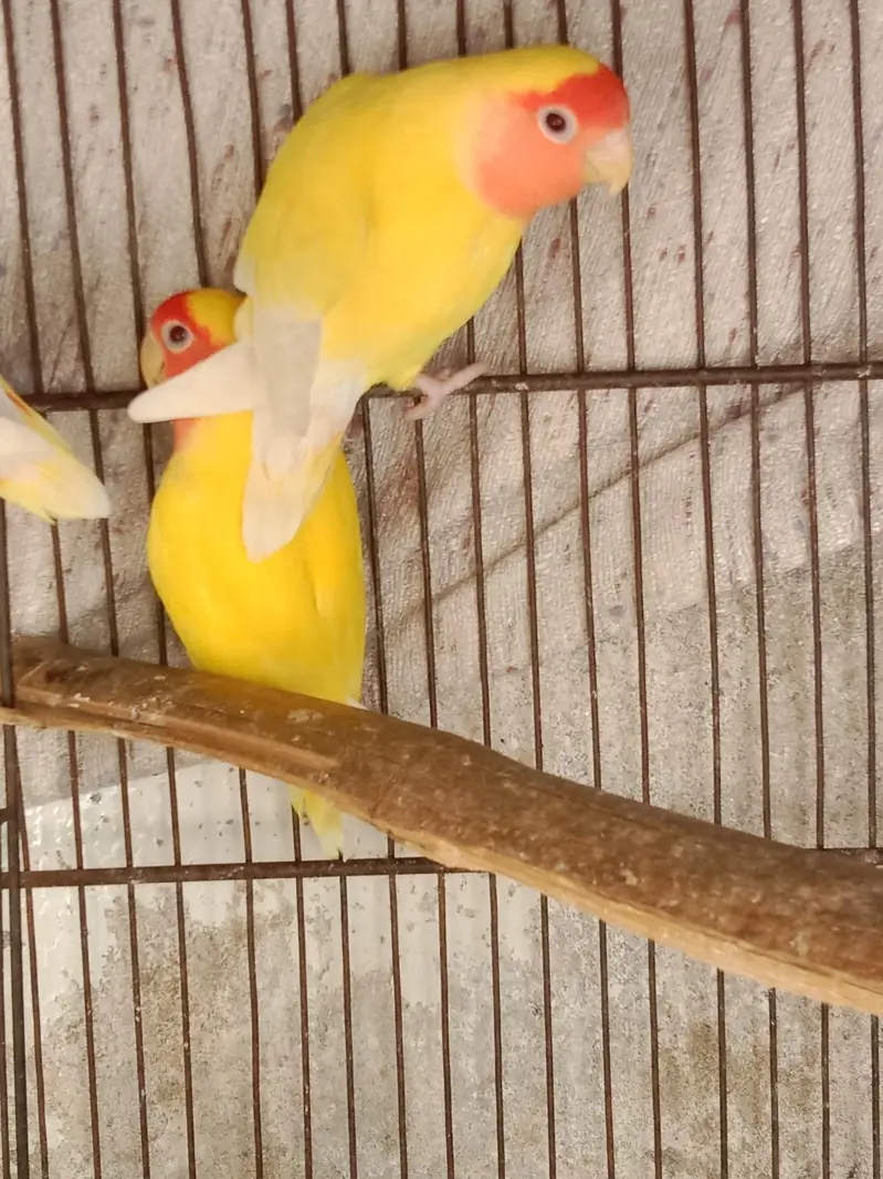 5 love birds pairs, Australia 1 pair and 1 male ,with cages — photo 3