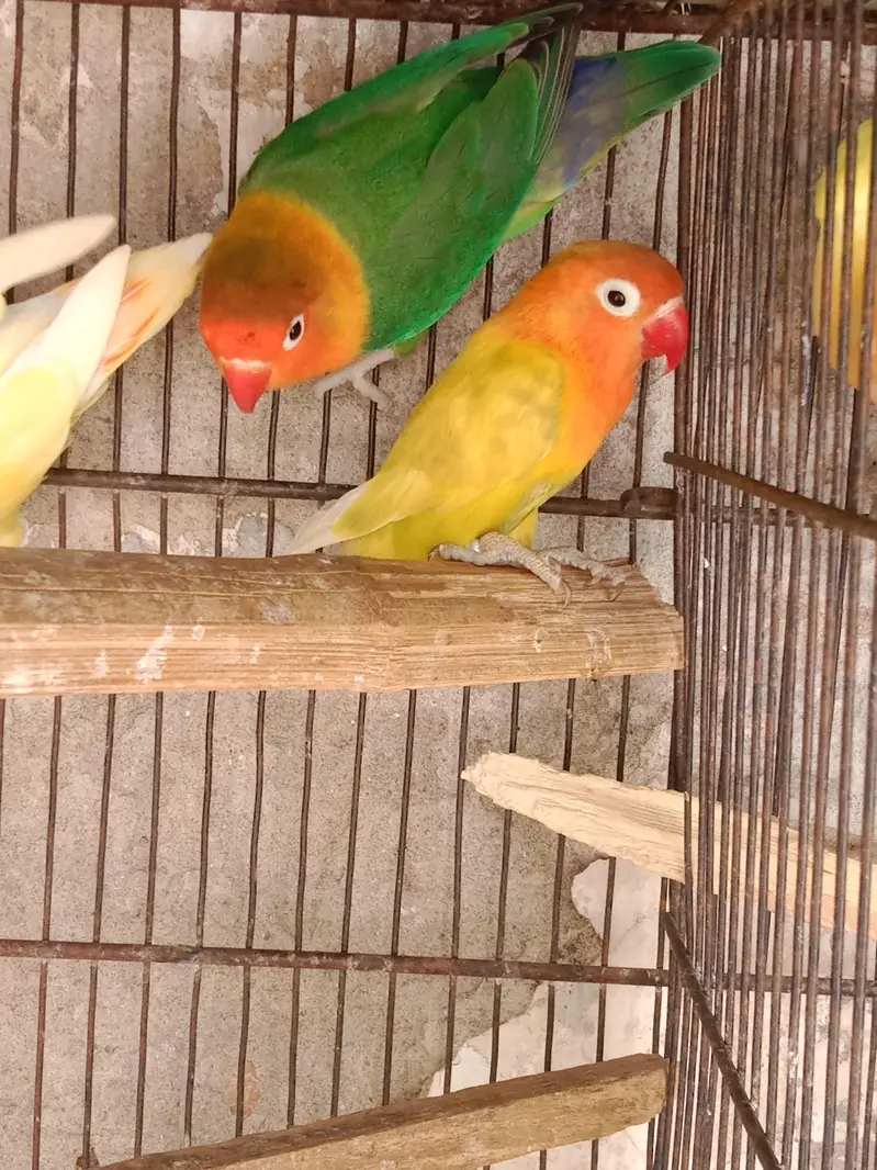5 love birds pairs, Australia 1 pair and 1 male ,with cages — photo 4