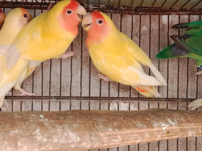 5 love birds pairs, Australia 1 pair and 1 male ,with cages — photo 5