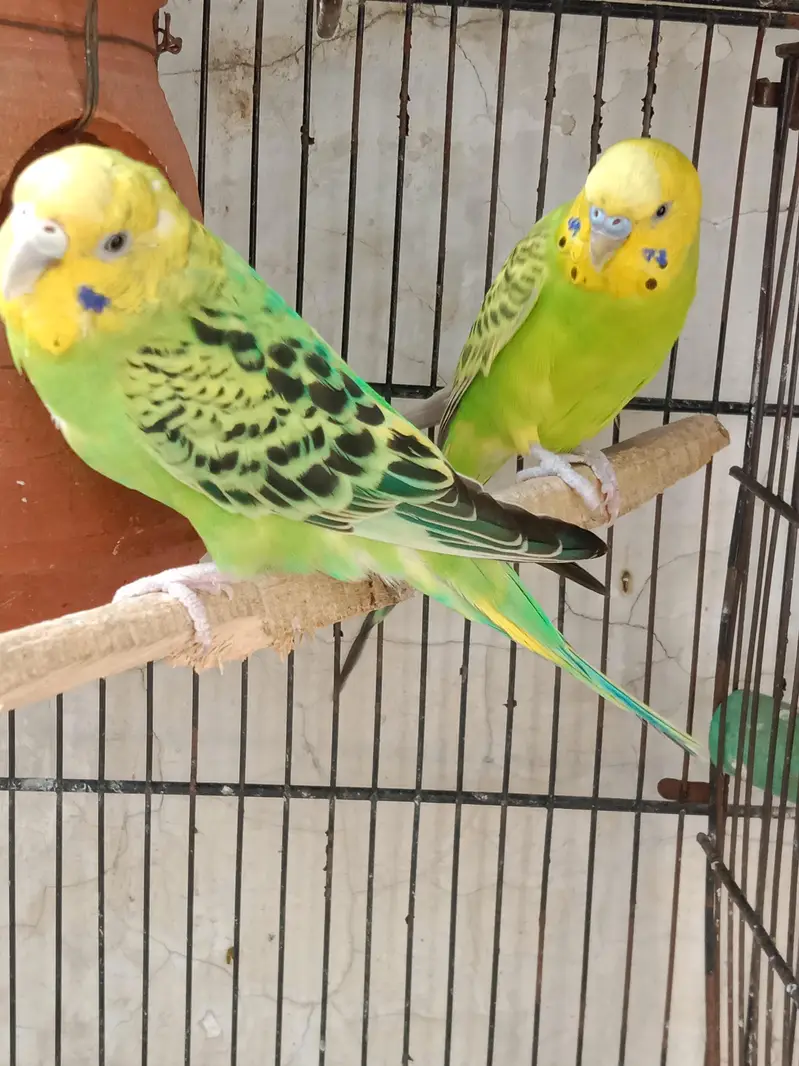 5 love birds pairs, Australia 1 pair and 1 male ,with cages — photo 6