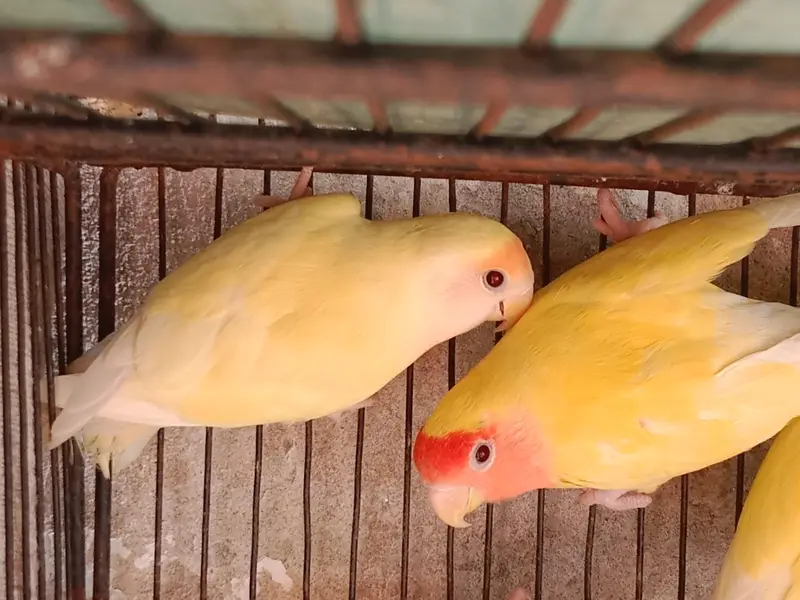 5 love birds pairs, Australia 1 pair and 1 male ,with cages — photo 7