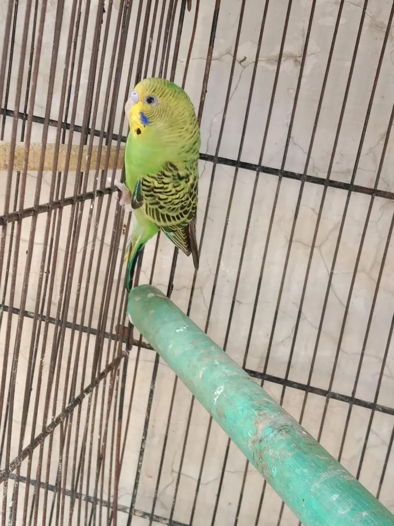 5 love birds pairs, Australia 1 pair and 1 male ,with cages — photo 8