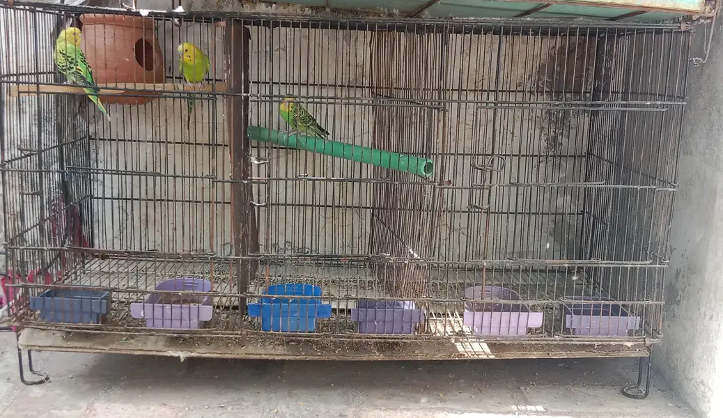 5 love birds pairs, Australia 1 pair and 1 male ,with cages — photo 9