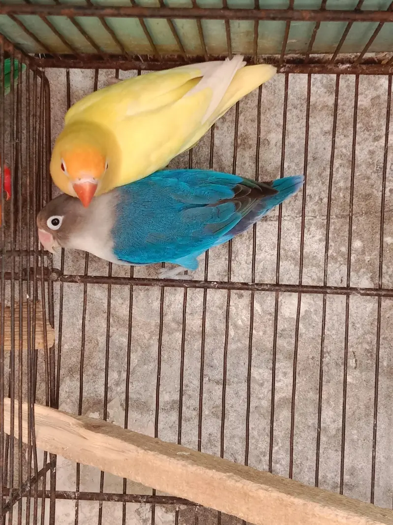 5 love birds pairs, Australia 1 pair and 1 male ,with cages — photo 10