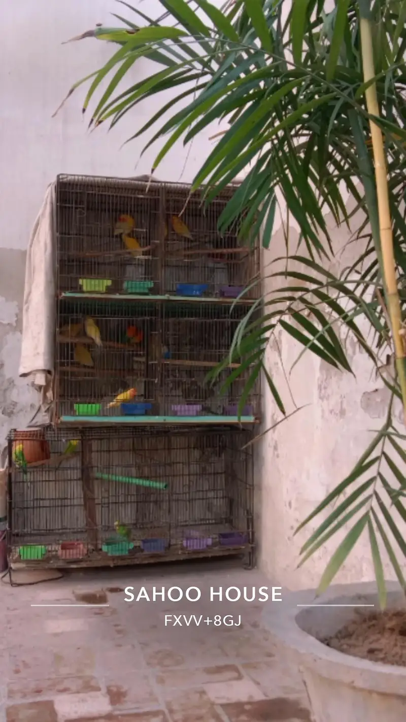 5 love birds pairs, Australia 1 pair and 1 male ,with cages — photo 11