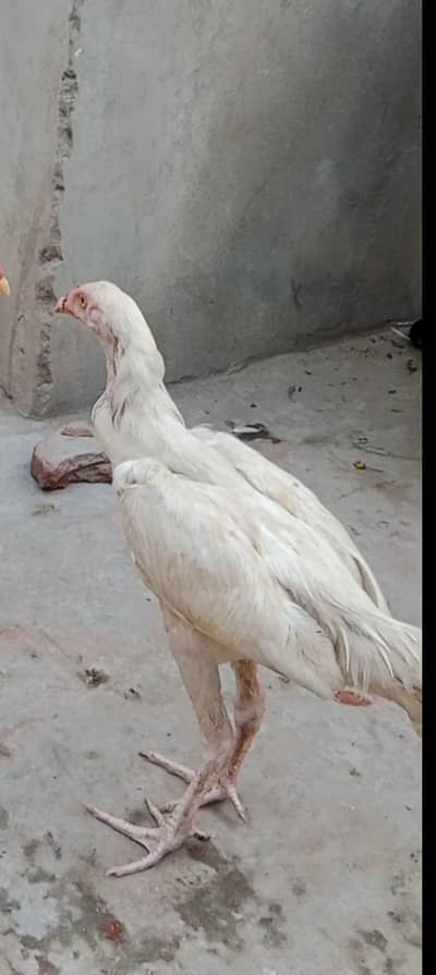 asel bacha