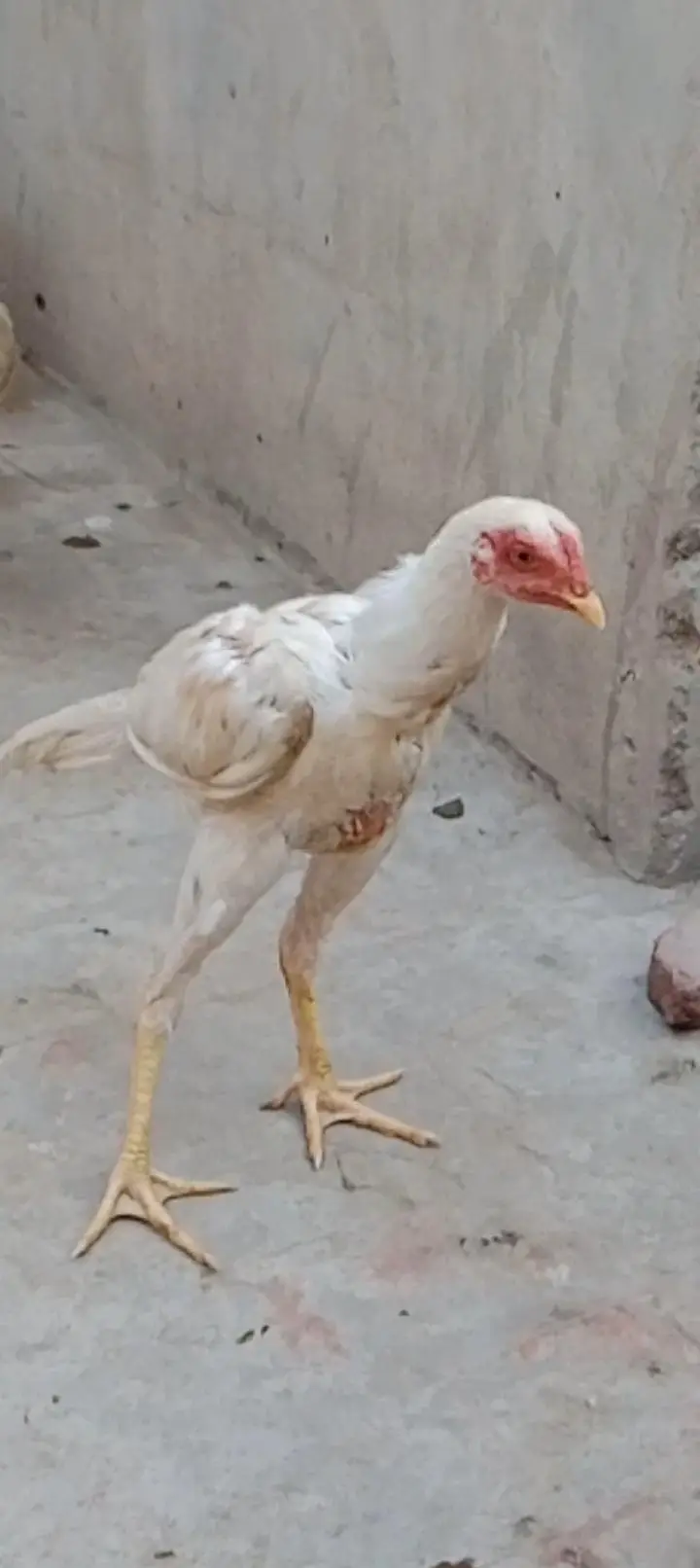 asel bacha — photo 2