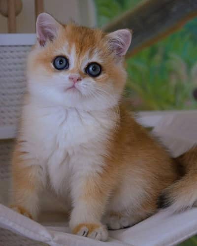 BRITISH SHORTHAIR | TOP QUALITY | IMPORTED