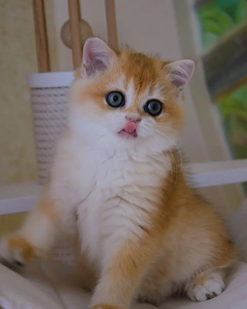 BRITISH SHORTHAIR | TOP QUALITY | IMPORTED — photo 2