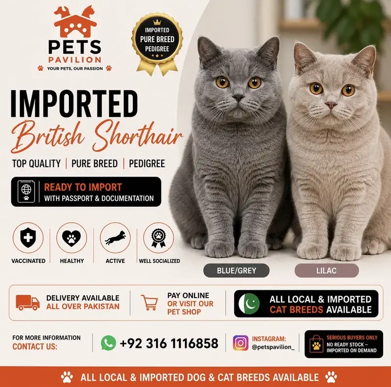 BRITISH SHORTHAIR | TOP QUALITY | IMPORTED — photo 3
