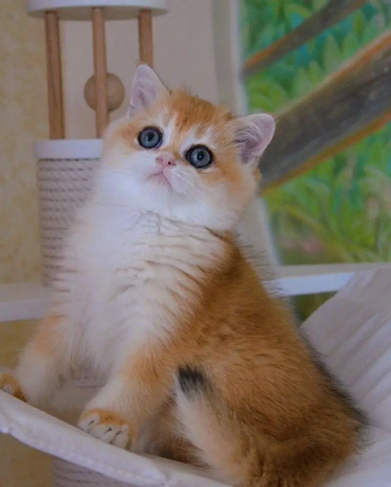 BRITISH SHORTHAIR | TOP QUALITY | IMPORTED — photo 4