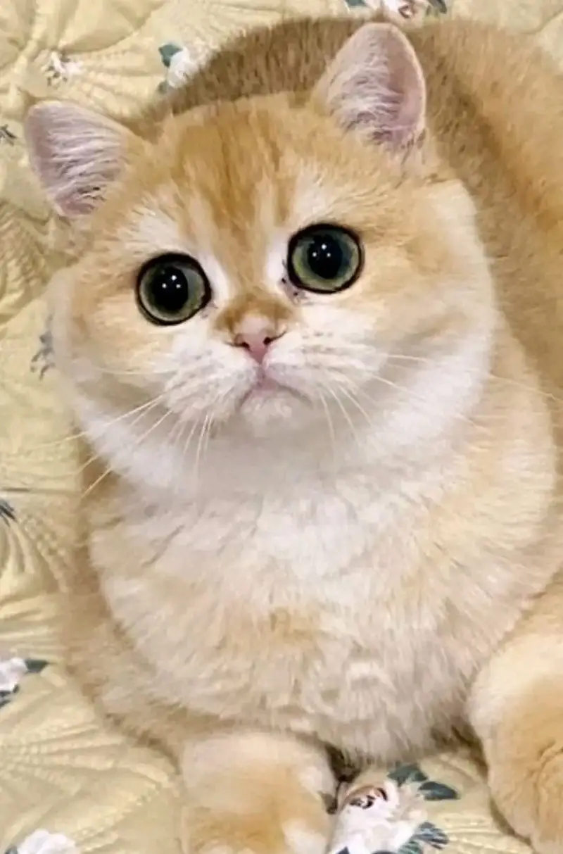 BRITISH SHORTHAIR | TOP QUALITY | IMPORTED — photo 5