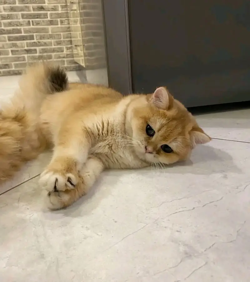 BRITISH SHORTHAIR | TOP QUALITY | IMPORTED — photo 7