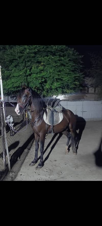kumait horse for sale