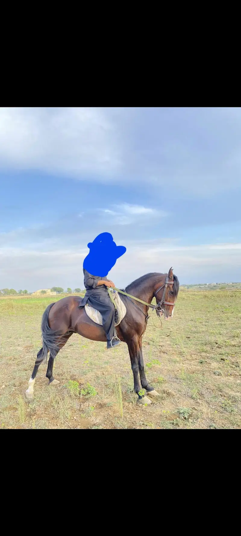 kumait horse for sale — photo 2