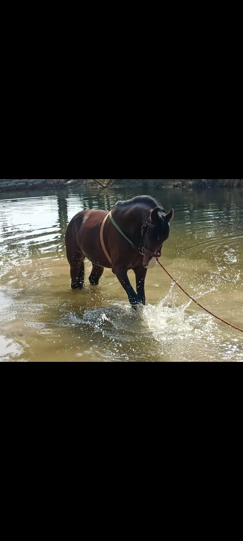 kumait horse for sale — photo 3