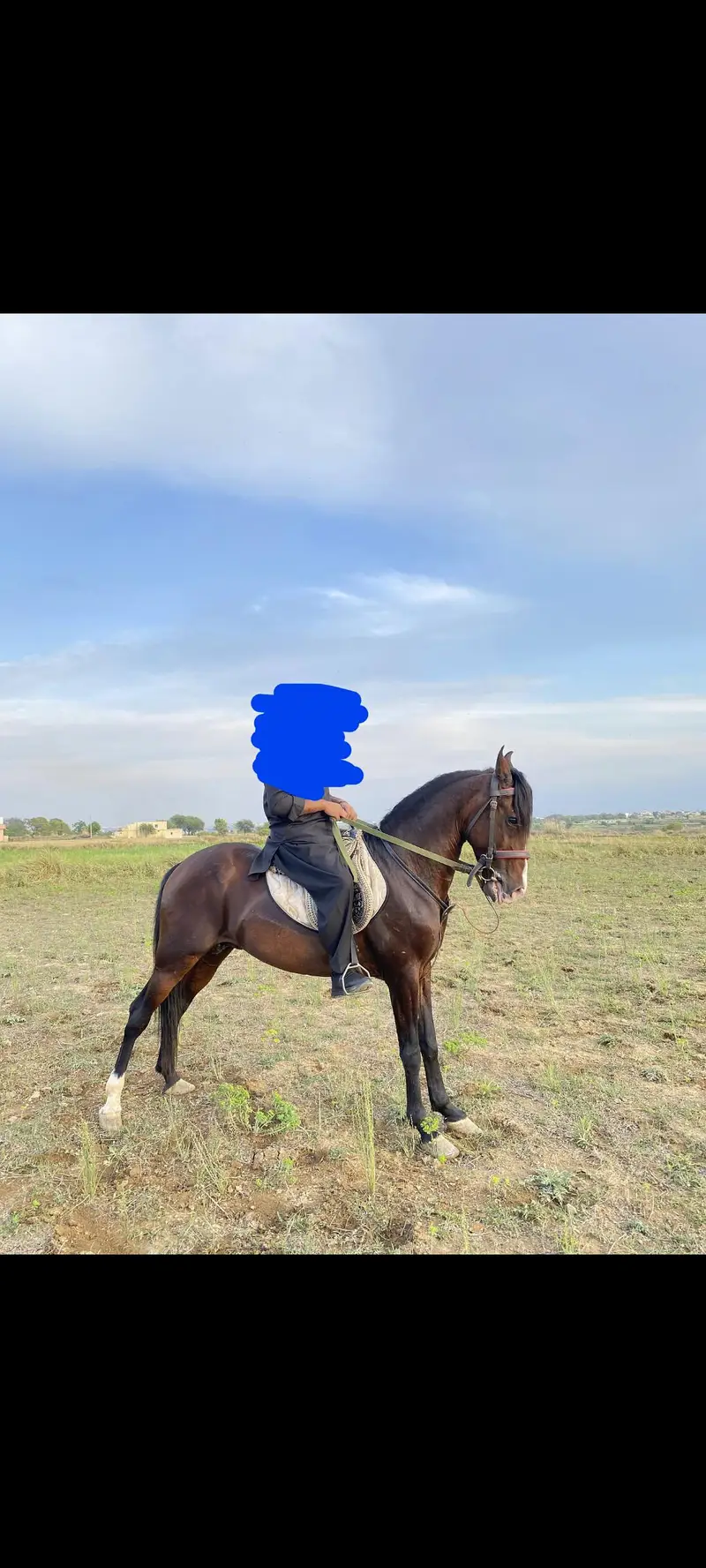 kumait horse for sale — photo 4