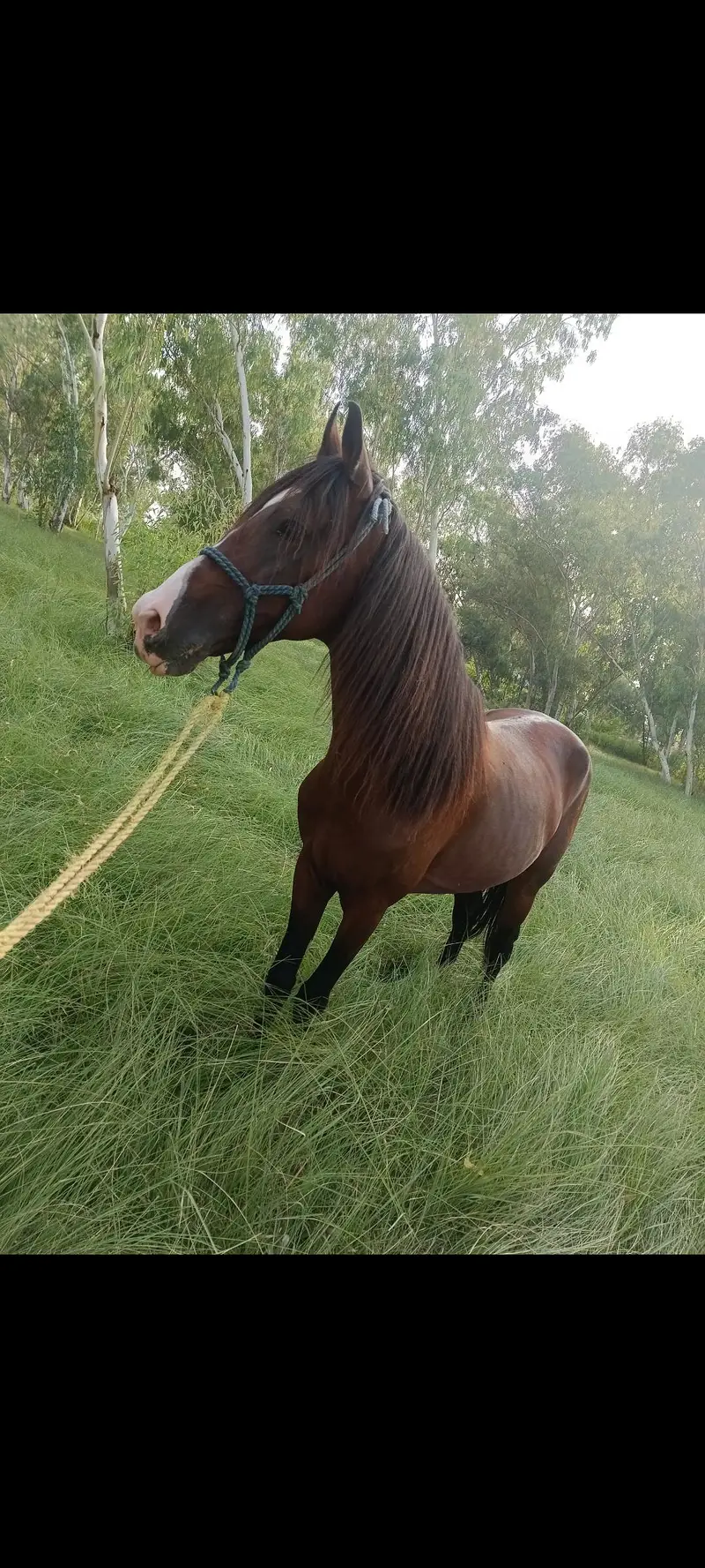 kumait horse for sale — photo 5