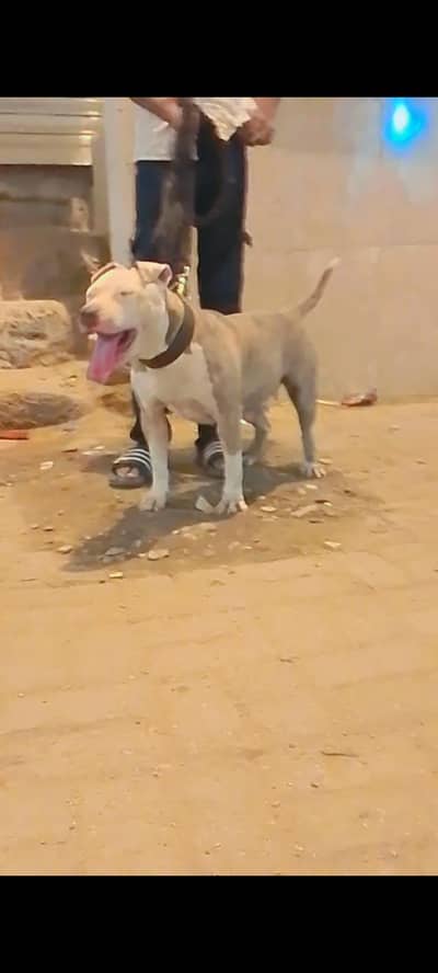 pitbull female