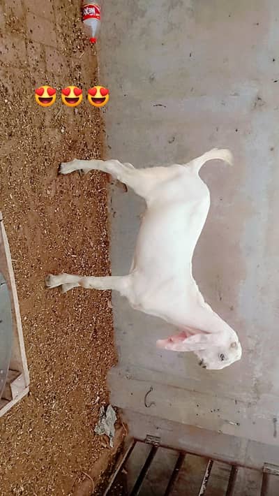 bakra for sale.