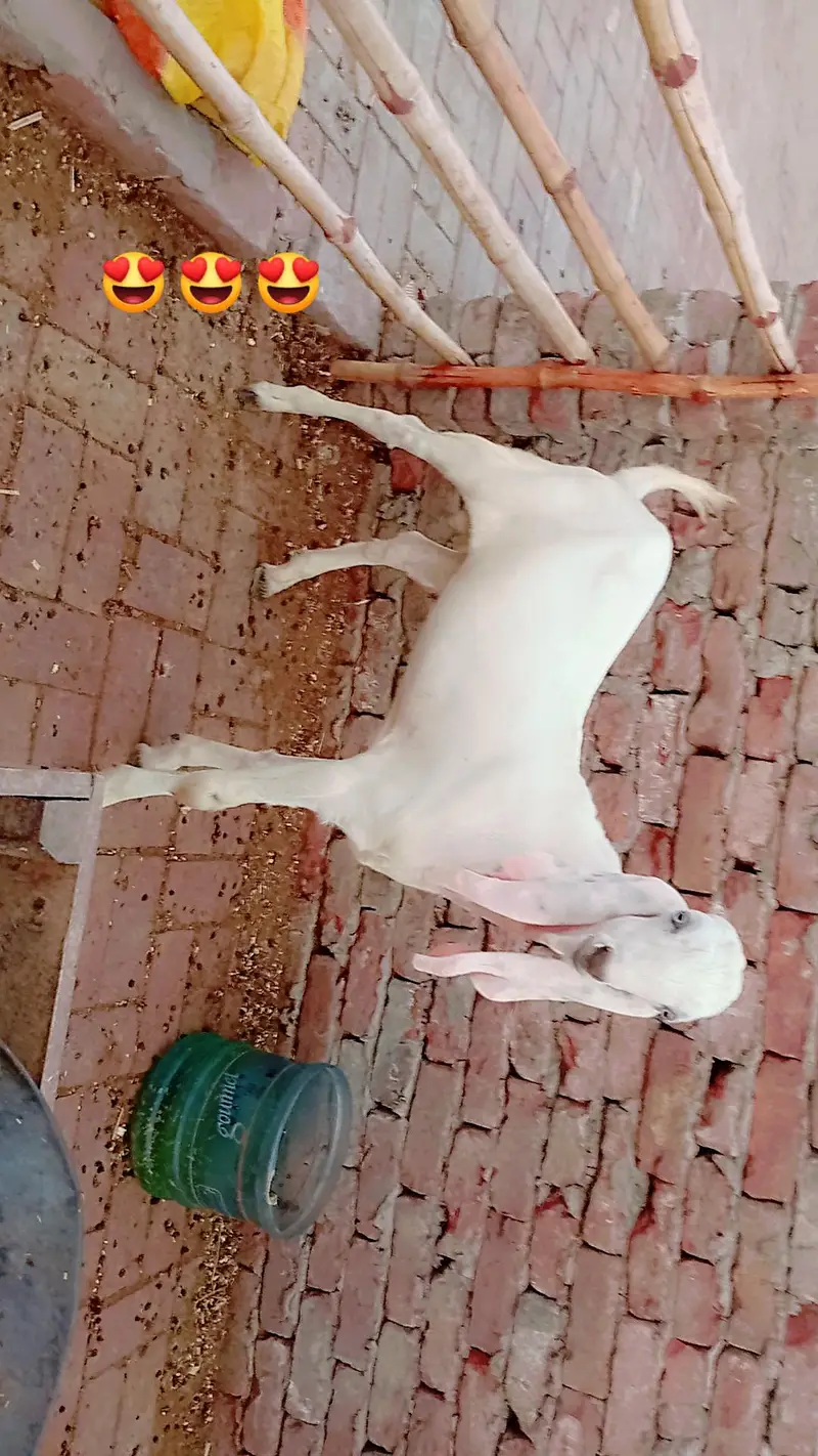 bakra for sale. — photo 2