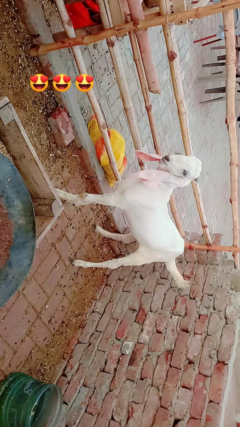bakra for sale. — photo 3