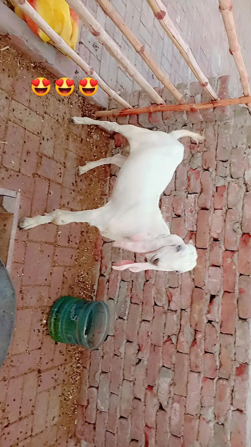 bakra for sale. — photo 4