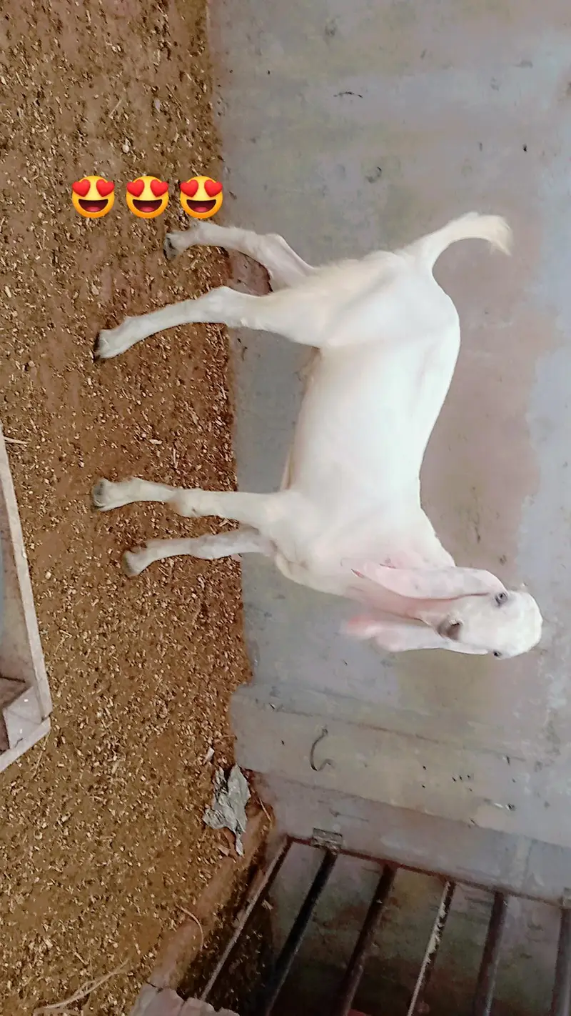 bakra for sale. — photo 5
