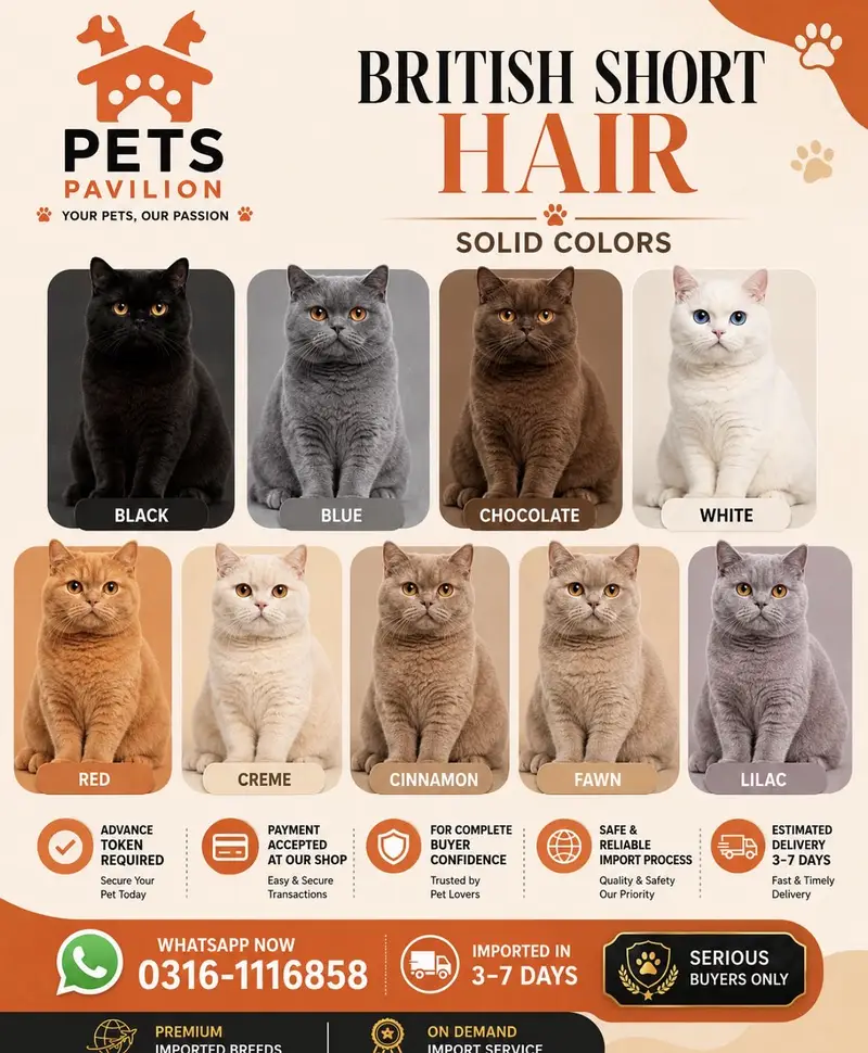 BRITISH SHORTHAIR | TOP QUALITY | IMPORTED — photo 8