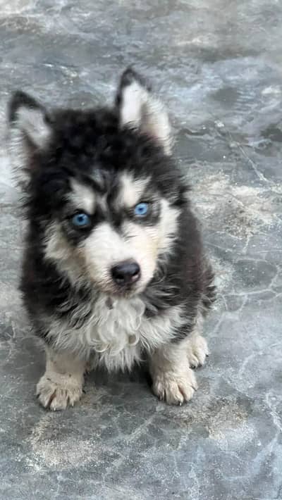 Male husky