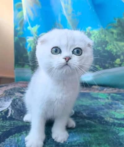 IMPORTED SCOTTISH FOLD CAT AVAILABLE