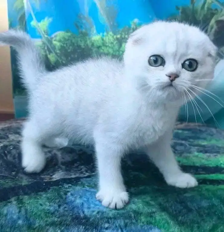 IMPORTED SCOTTISH FOLD CAT AVAILABLE — photo 2