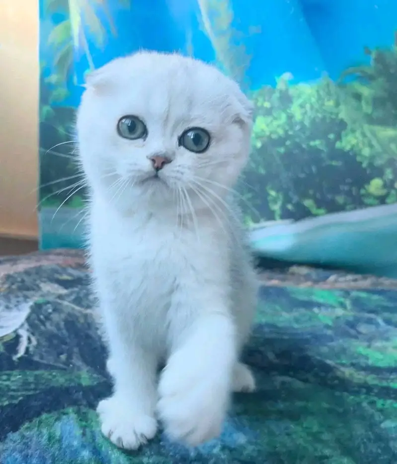 IMPORTED SCOTTISH FOLD CAT AVAILABLE — photo 3