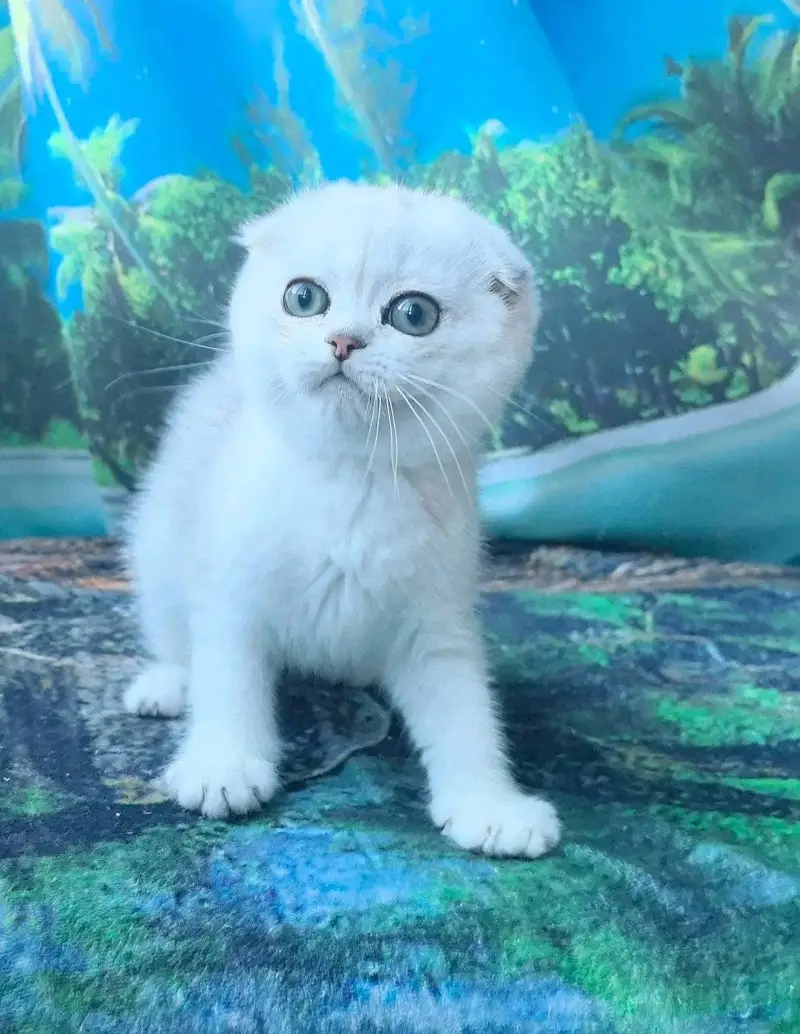 IMPORTED SCOTTISH FOLD CAT AVAILABLE — photo 4