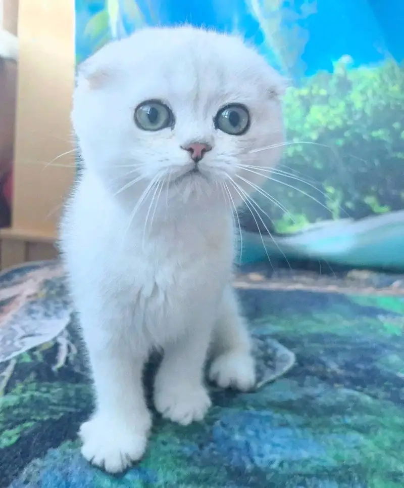 IMPORTED SCOTTISH FOLD CAT AVAILABLE — photo 5