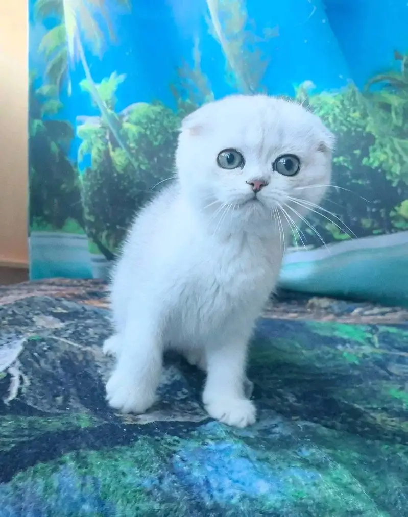 IMPORTED SCOTTISH FOLD CAT AVAILABLE — photo 7