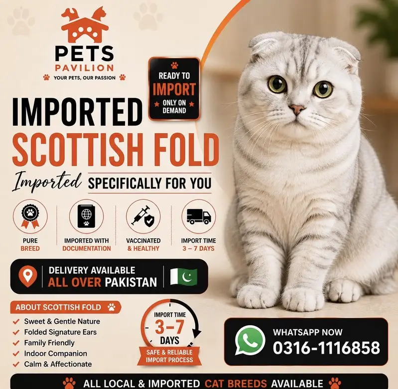 IMPORTED SCOTTISH FOLD CAT AVAILABLE — photo 8