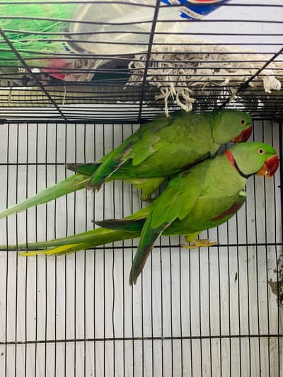raw Kashmiri parrot