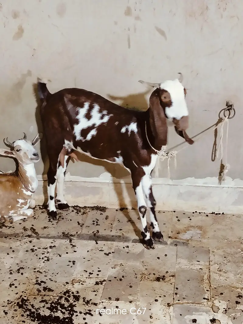 Ablaq female gubban Guaranteed 03342637391 — photo 2