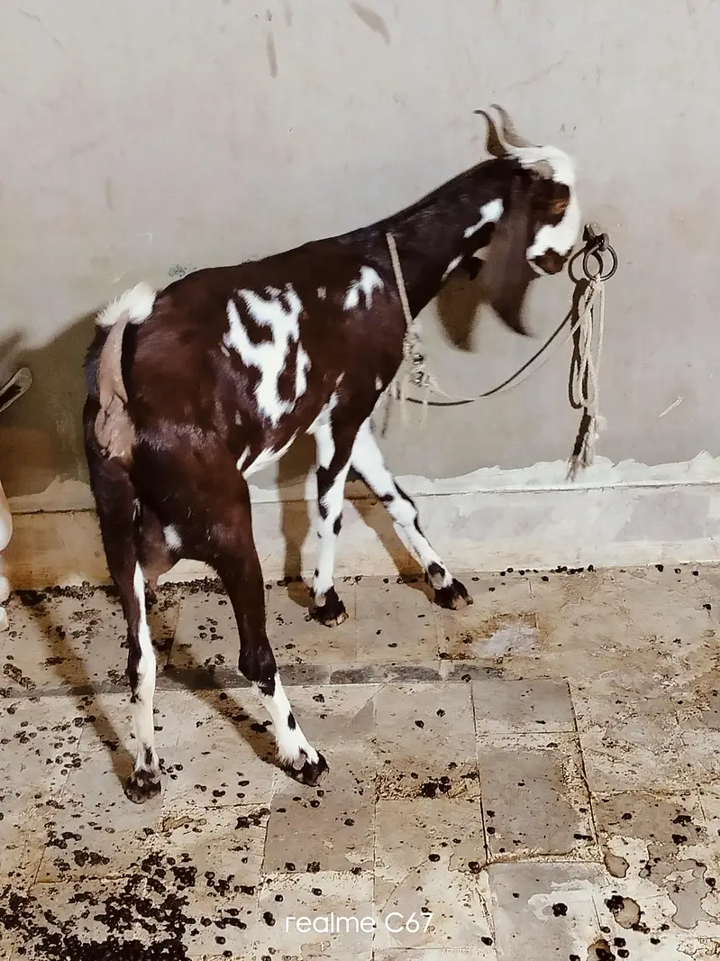 Ablaq female gubban Guaranteed 03342637391 — photo 3