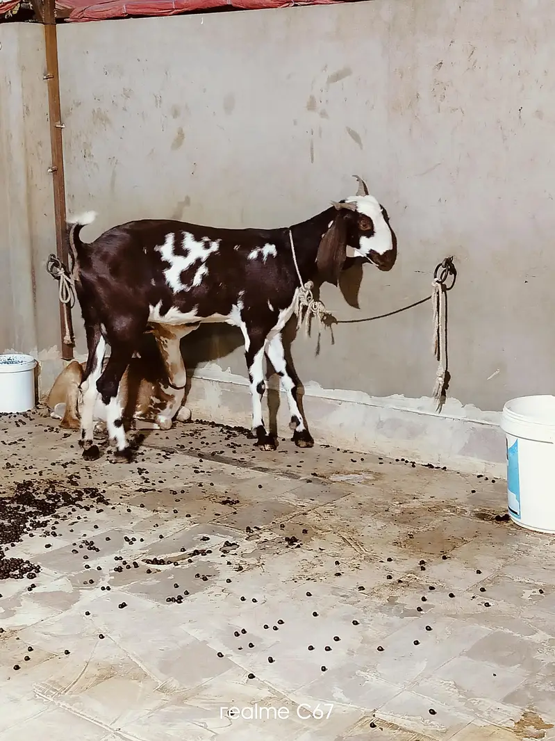Ablaq female gubban Guaranteed 03342637391 — photo 5
