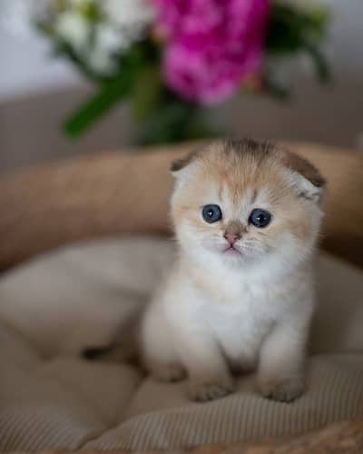 SCOTTISH FOLD | PUREBRED | IMPORTED